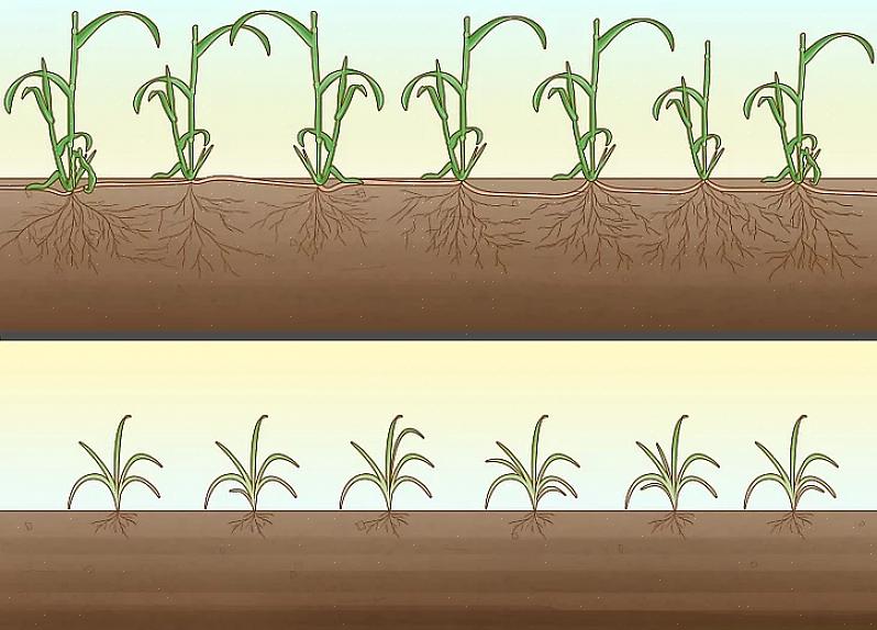 Kan de kruipende Charlie tussen de geurige planten worden gerekend