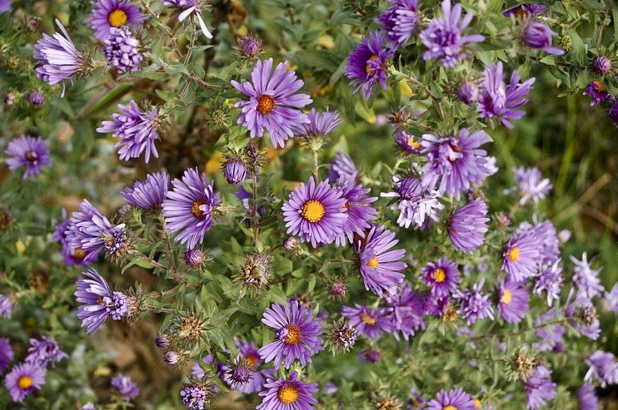 Viola sororia is een inheemse plant in New England