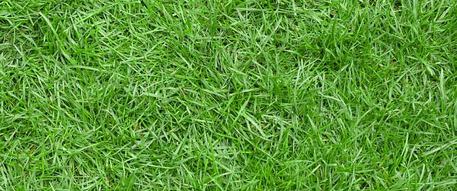 Opnieuw in te zaaien met grassoorten die zich niet verspreiden