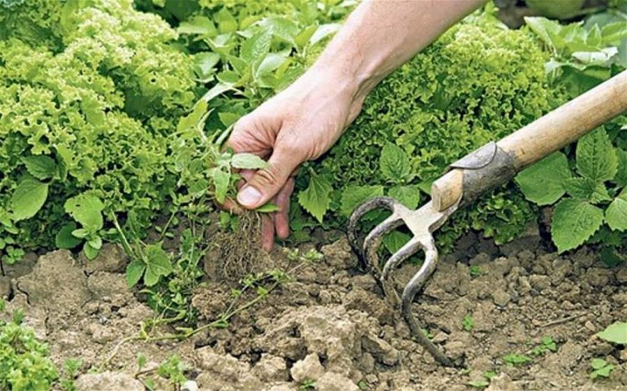 Onkruidbestrijding zonder chemicaliën zou niet moeten betekenen dat we teruggaan naar het stenen tijdperk
