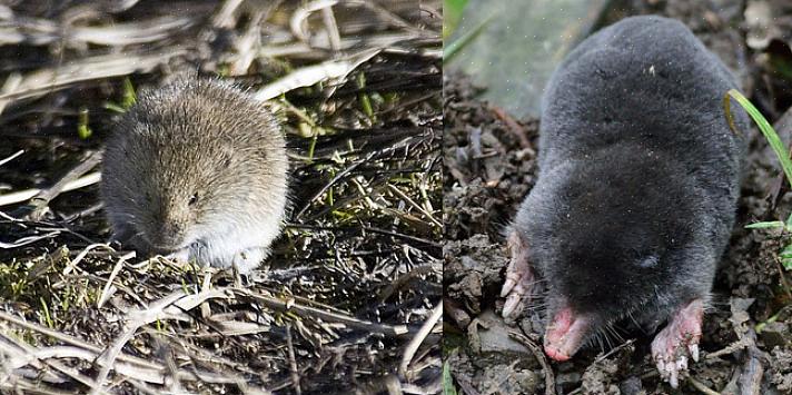 Een woelmuis (Myodes) komt heel erg overeen met het gebruikelijke beeld dat we in onze gedachten