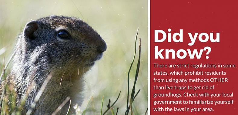 De sleutel tot de effectiviteit ervan is het verplaatsen van de groundhogs op minstens 5 mijl afstand