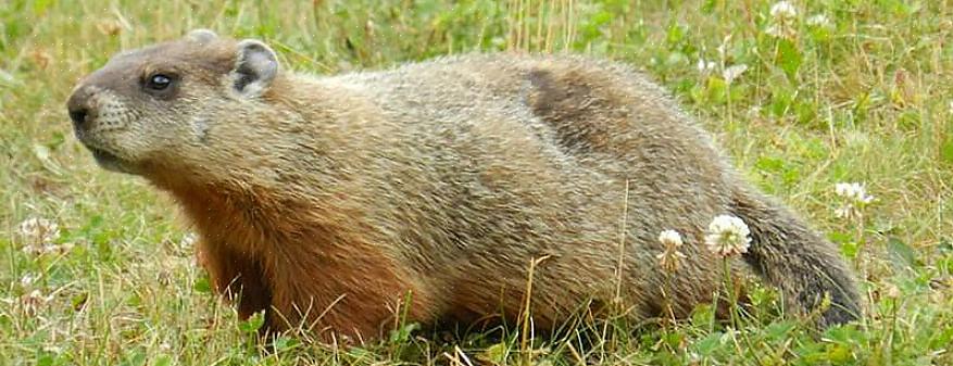 Groundhogs eten paardebloemen en klaver