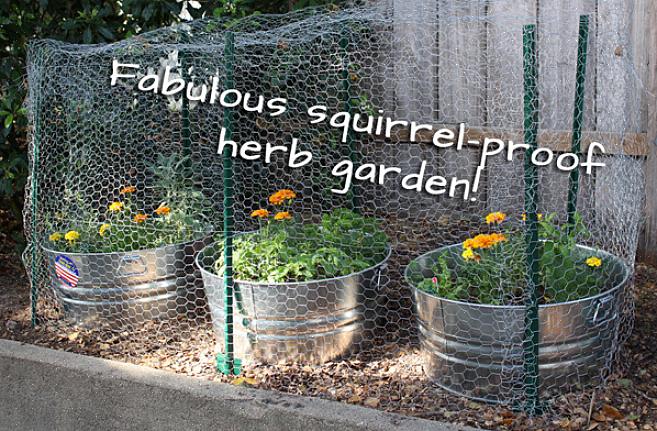 Eekhoorns houden van veel van dezelfde planten die wij doen