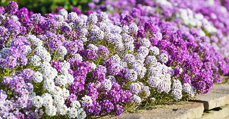 Zoete alyssum-bloemen behoren tot de meest populaire planten die worden verkocht in tuincentra