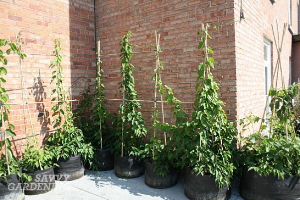 Actinidia kolomikta) is de winterharde neef van de wijnstok die de bekende kiwi's produceert