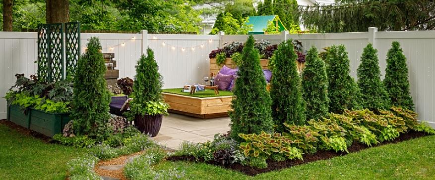 "North Pole" arborvitae is de merknaam van een struik die technisch bekend staat als Thuja occidentalis 'Art