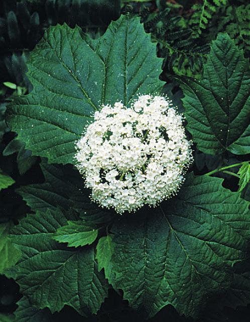 Plantentaxonomie classificeert arrowwood viburnum-struiken als Viburnum dentatum