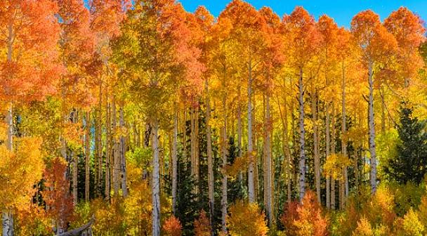 De bevende esp werd in 2014 de staatsboom van Utah