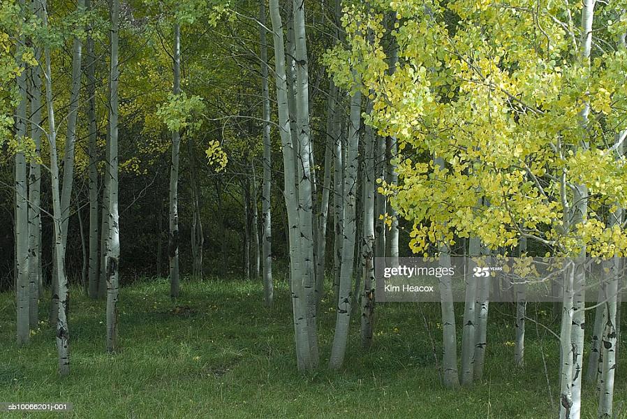 Trillende espbomen (botanische naam Populus tremuloides