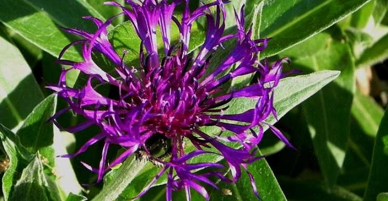 Plantentaxonomie classificeert dit type overblijvende vrijgezellenknop als Centaurea montana 'Amethyst
