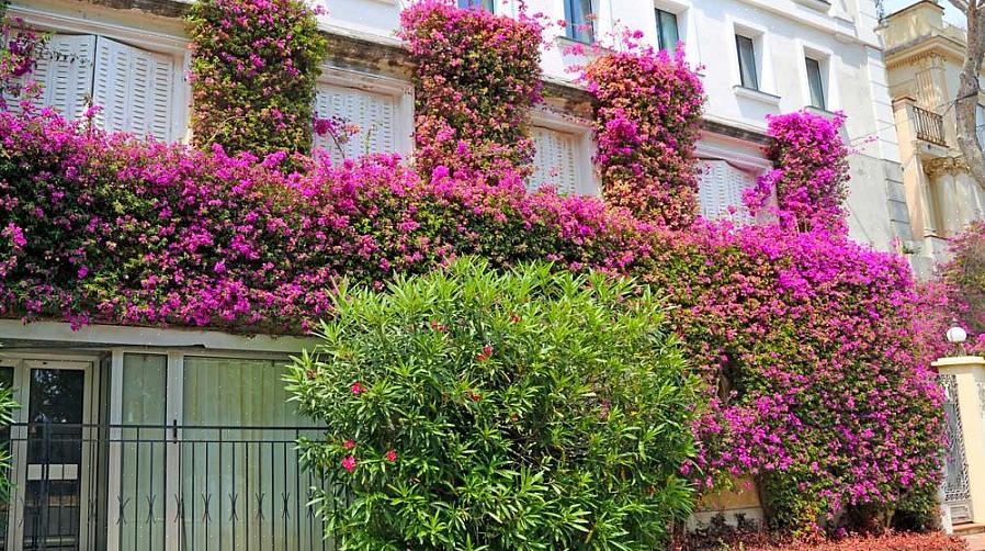 "Bougainvillea" doet ook dienst als botanische naam (geslachtsnaam) in plantentaxonomie