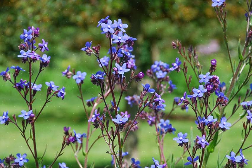 Maar omdat Anchusa azurea 'Dropmore' zo'n hoge vaste plant is