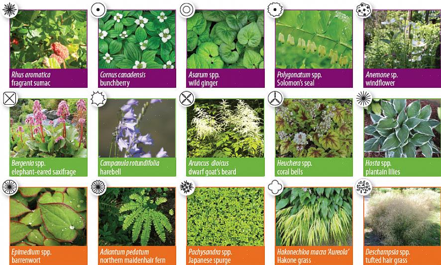 Maar als schaduwplanten zullen bosbessenplanten in deze omstandigheden gedijen