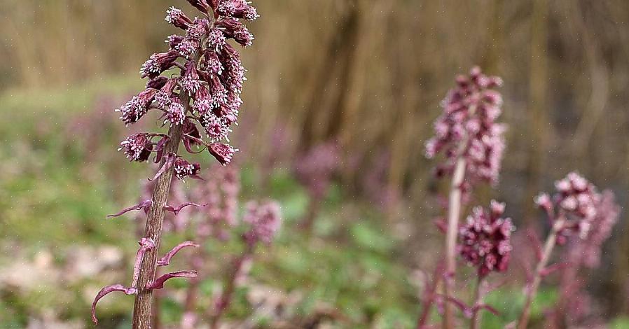 Het kan zijn dat je wat slakken moet doden bij het verzorgen van gewone hoefbladplanten