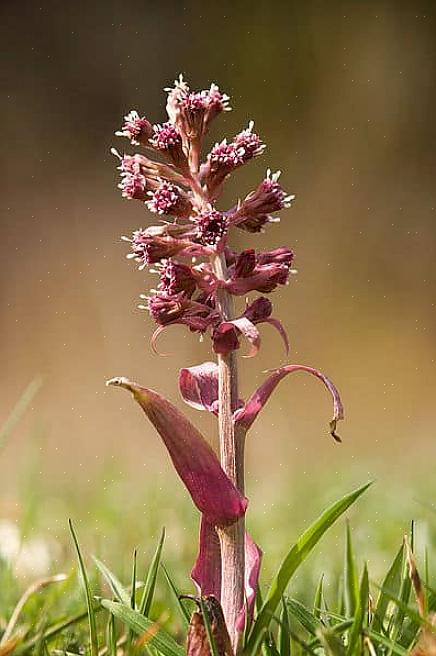 De grootste uitdaging bij het kweken van hoefbladplanten is om te voorkomen dat ze zich verspreiden waar