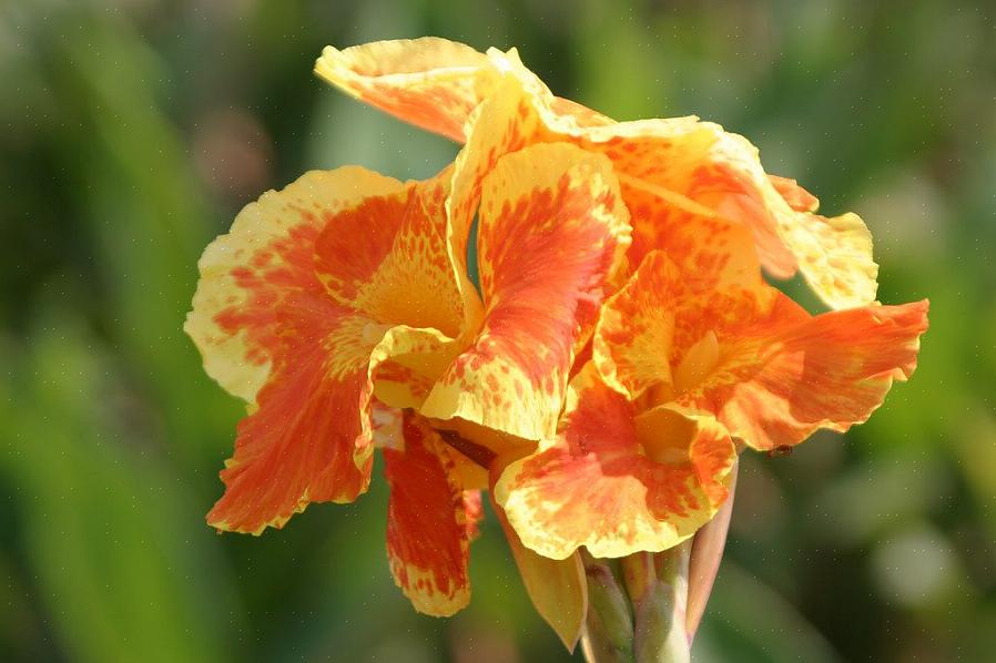 Desalniettemin beschouwen de meeste tuinders die Tropicanna canna kweken ze vooral als bladplanten
