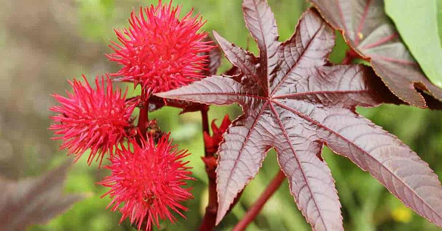 Castor Bean Plants worden in de zomer gekweekt in een noordelijk landschap