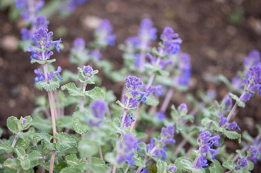 Plantentaxonomie classificeert deze dwergkatkruidplant als Nepeta racemosa Little Titch