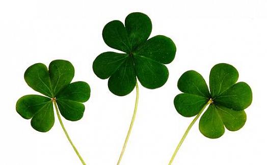 Dientengevolge dienen tijdens de viering van Saint Patrick's Day een aantal planten als Ierse klavers