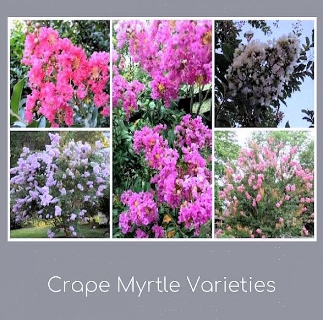Natchez crêpe mirte zijn bladverliezende heesters of kleine bomen