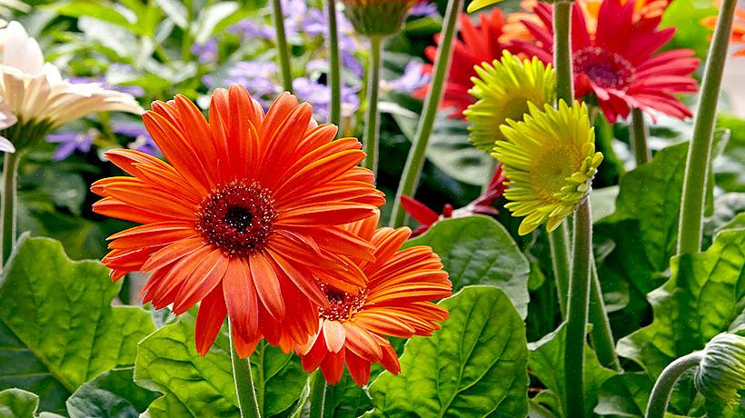 Plantentaxonomie classificeert gerbera-madeliefjebloemen als Gerbera jamesonii