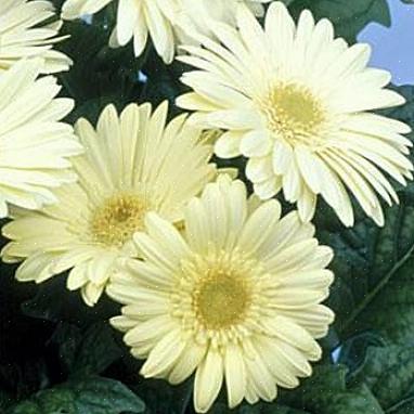 Gerbera-madeliefjebloemen worden gekweekt als vaste planten in plantzones 9 tot 11
