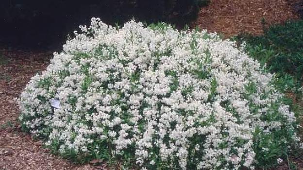 Is Deutzia gracilis 'Nikko.'