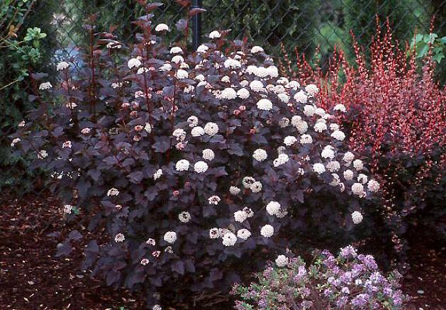 Het paarsachtige gebladerte van Diablo ninebark-planten (met hier