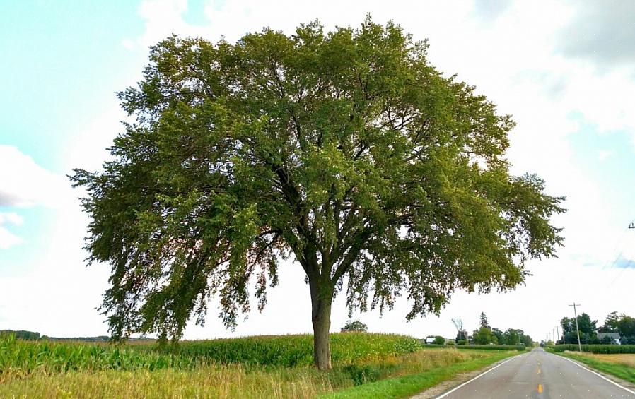 Het klonen van planten door boomgenetici gaat door in de hoop nieuwe Europese iepen te ontwikkelen