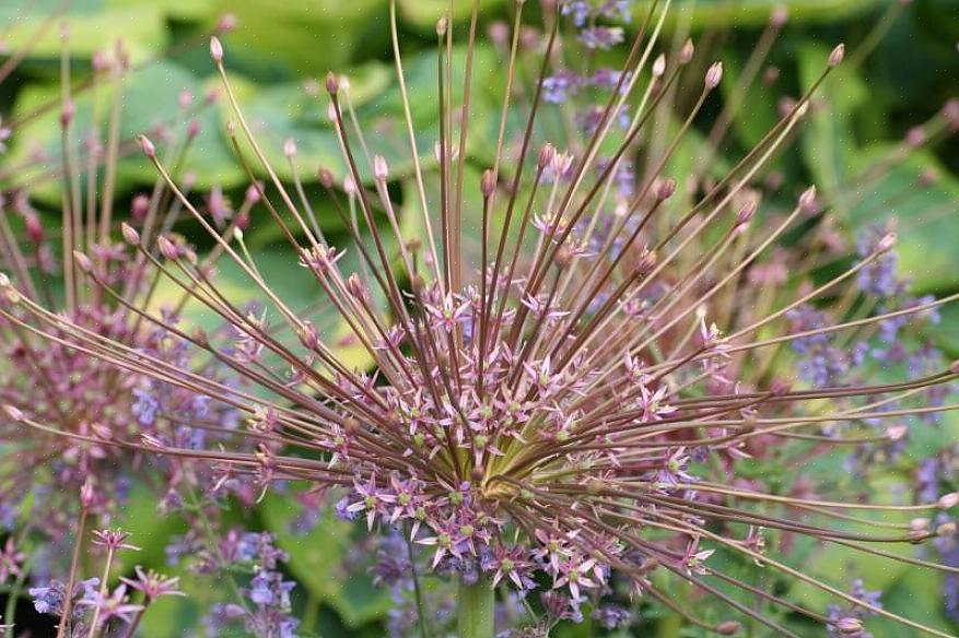 Wordt Allium schubertii gewaardeerd door degenen die graag met gedroogd plantmateriaal werken