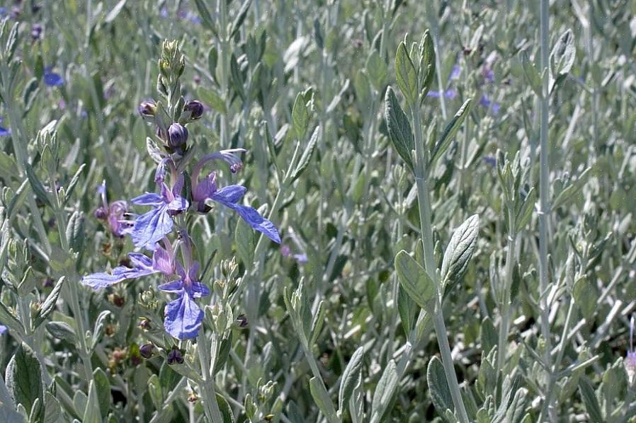 Wall germander (Teucrium chamaedrys of afwisselend Teucrium x lucidrys) is een van die ouderwetse planten
