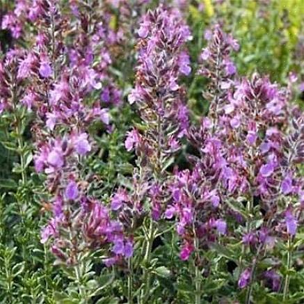 Een nadeel is dat deze mediterrane plant niet zo winterhard is (alleen zones 8 t / m 10) als wall germander
