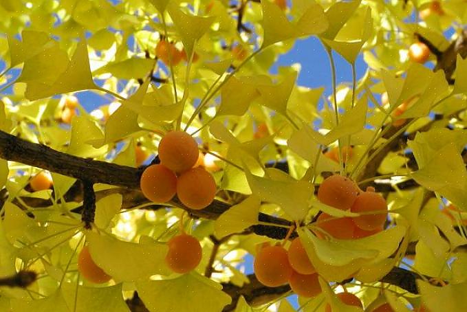 Soorten mannelijke ginkgo biloba-bomen