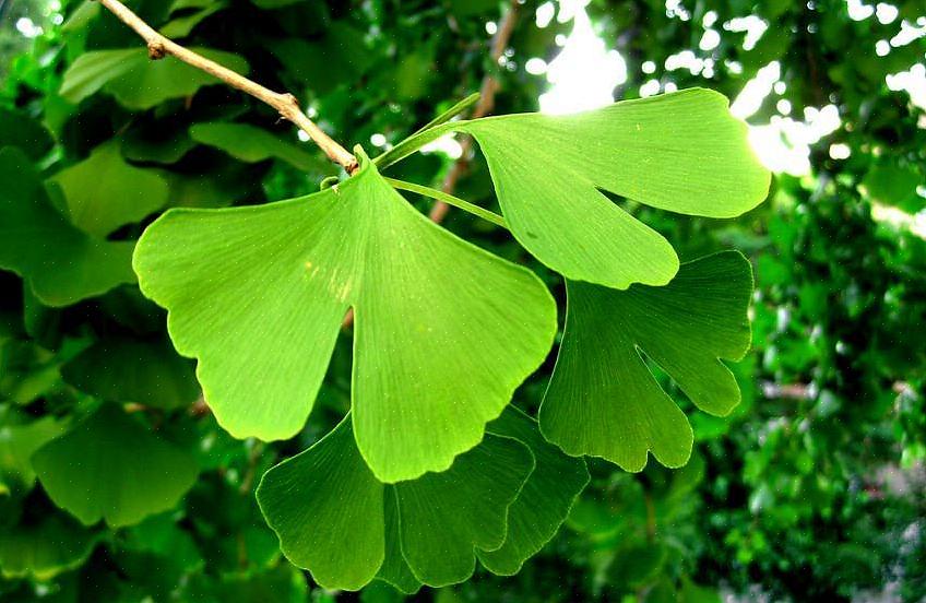 Zullen ginkgo biloba-bomen in grote lijnen goed groeien in plantzones 4 tot