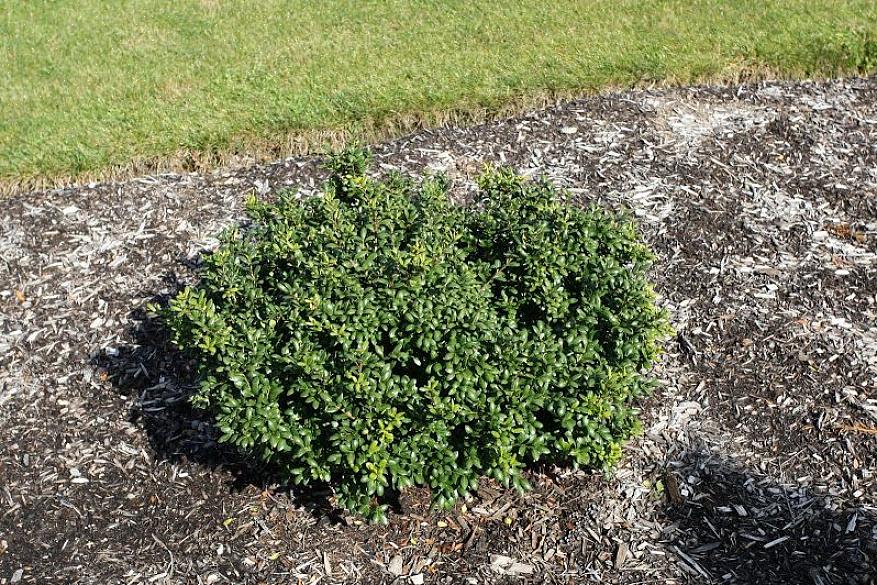 Terwijl buxusbladeren glad zijn (de wetenschappelijke plantennaam van de Japanse hulst