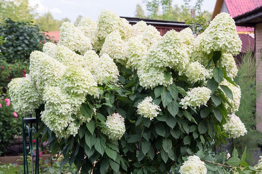 Het kan verder worden onderverdeeld in soorten met bloemhoofdjes met "bolhoed"