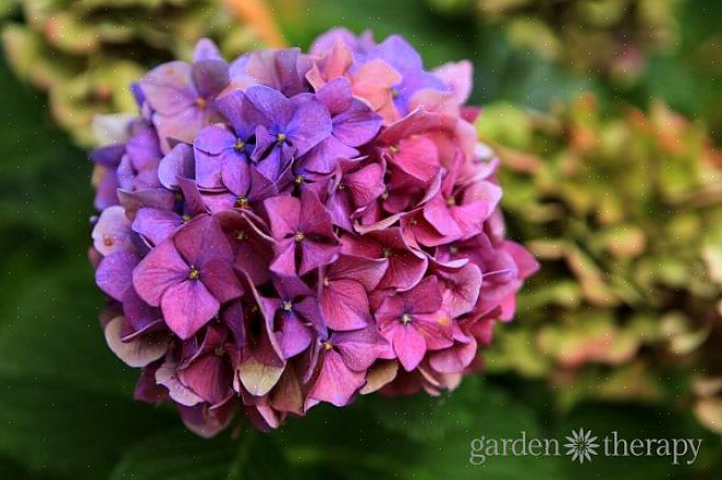 Rhapsody Blue hortensia behoort tot de groep die wordt aangemerkt als herbloeiende hortensia's