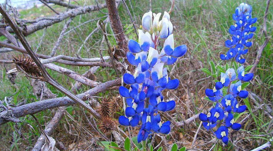 Blauwe lupine is slechts één soort lupine