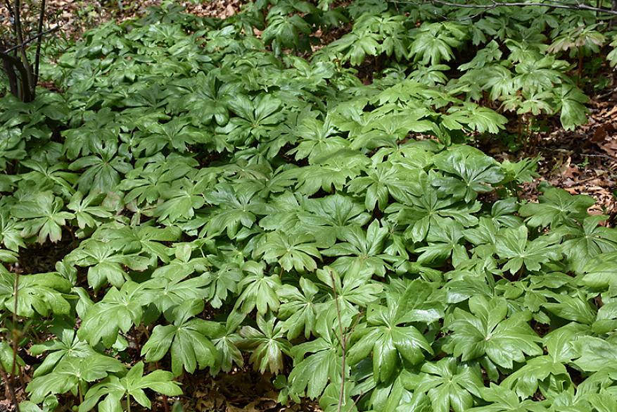 De student van Mayapple-planten zal enige variatie in de bladeren van plant tot plant detecteren