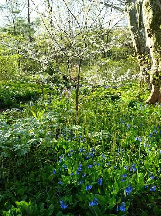 Mayapple-planten zijn inheems in Oost-Noord-Europa