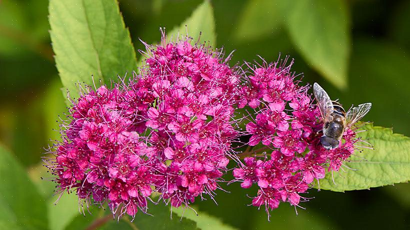 Maar je zult Spiraea x bumalda Neon Flash vaak ook zien gebruiken als botanische naam