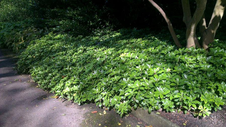 Plantentaxonomie classificeert Japanse pachysandra