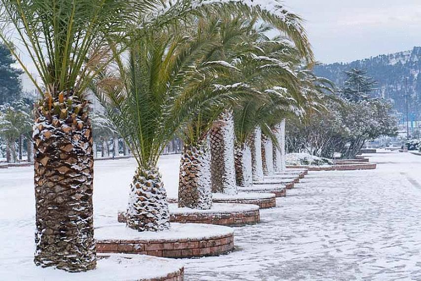 Onder de palmboomsoorten hieronder vallen geselecteerde soorten die matig kou verdragen