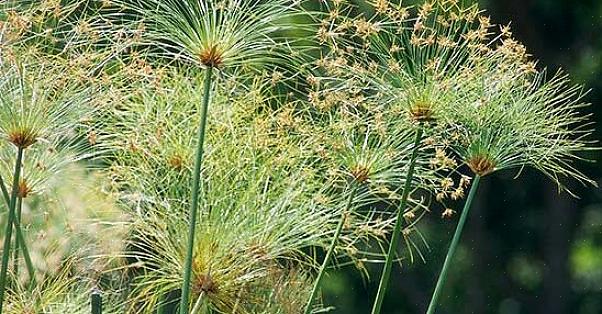 Papyrusplant werkt goed als het middelpunt van een arrangement van verschillende waterplanten