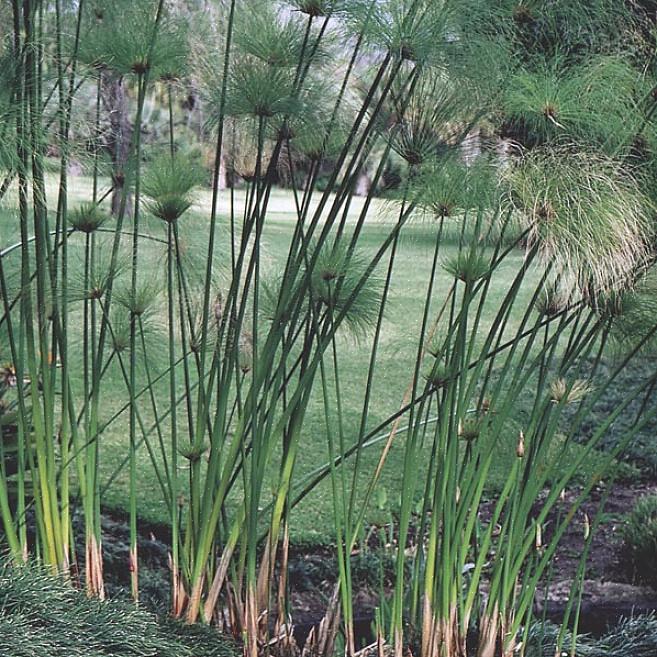 Daarom plaatsen mensen die papyrusplanten in een watertuin willen kweken ze meestal daar in hun potten