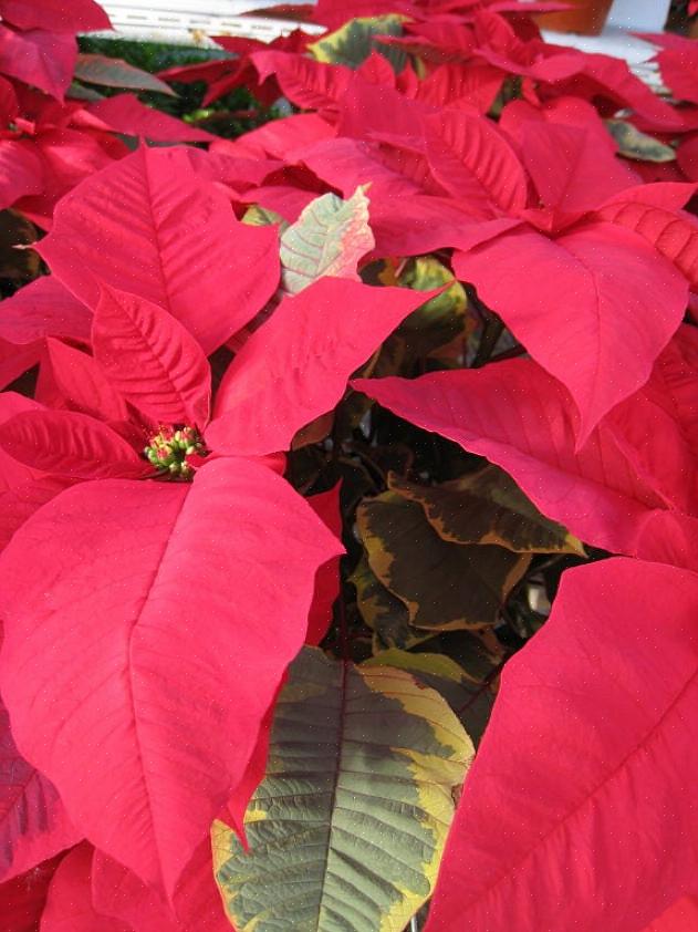 De "bloemen" van kerststerrenplanten