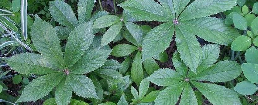 Rodgers-bloemen worden botanisch geclassificeerd als kruidachtige vaste planten die behoren