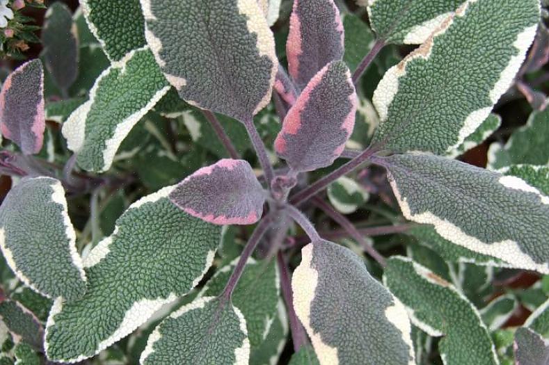 Plantentaxonomie classificeert driekleurige salieplanten als Salvia officinalis 'Tricolor.'