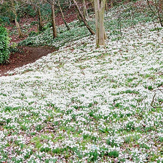 Plantentaxonomie classificeert gewone sneeuwklokjes als Galanthus nivalis